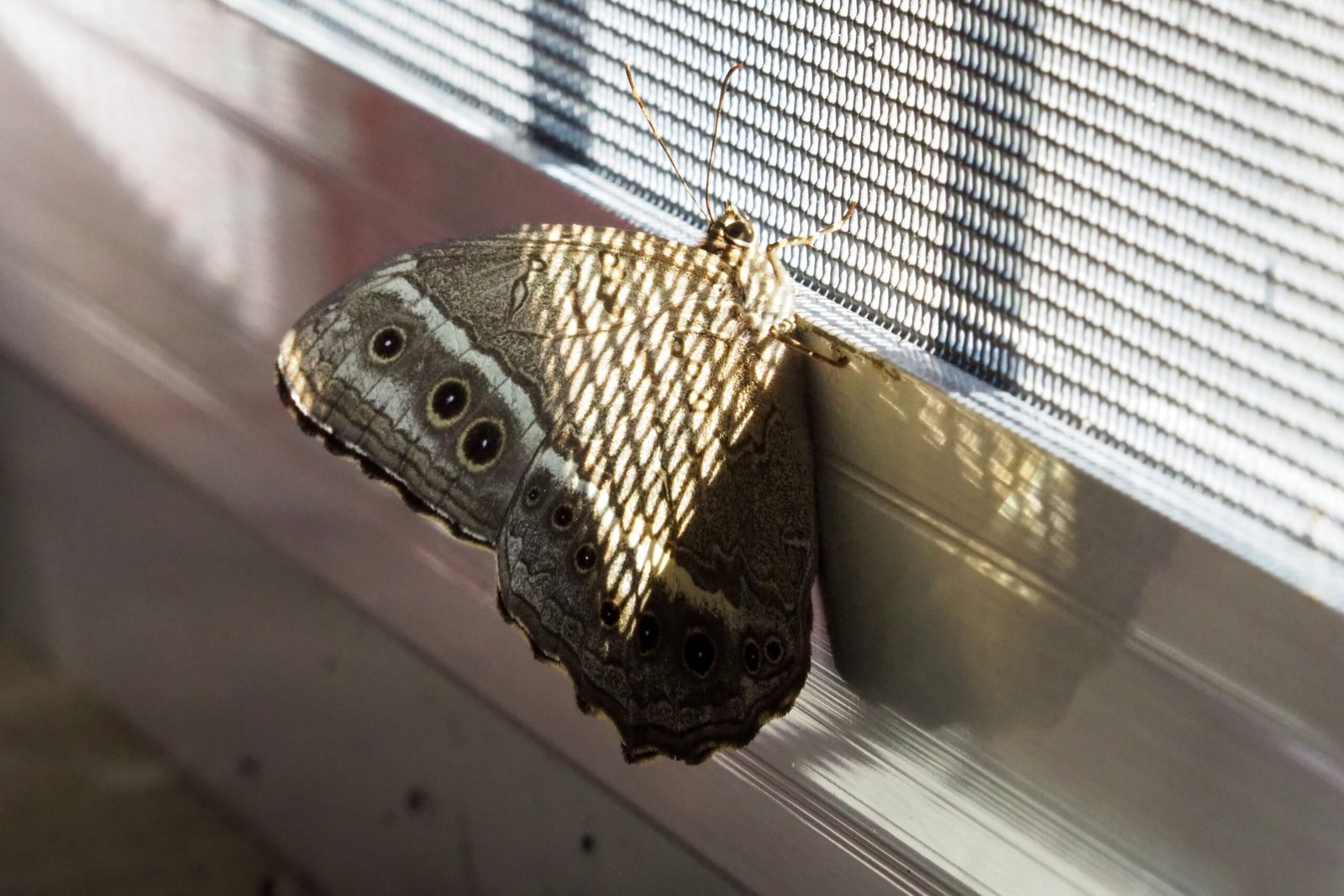 Insektenschutz-Schiebeanlage für Terrasse